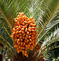Phoenix Canariensis Canary Island Date Palm Seeds - 10 Seeds