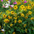 Black-eyed Susan Seeds Rudbeckia hirta – 100mg (~400 Seeds) - Native Wildflower