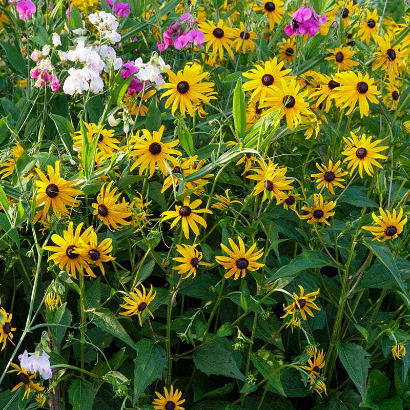 Black-eyed Susan Seeds Rudbeckia hirta – 100mg (~400 Seeds) - Native Wildflower