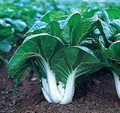 Pak Choi White Stem Seeds - 1g Heirloom, Fast-Growing, Cold Hardy Brassica rapa var. chinensis