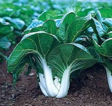 Pak Choi White Stem Seeds - 1g Heirloom, Fast-Growing, Cold Hardy Brassica rapa var. chinensis