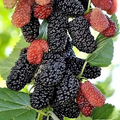 Illinois Everbearing Mulberry Rooted Starter Plant (Morus alba) – 1 Tree, Edible Mulberries