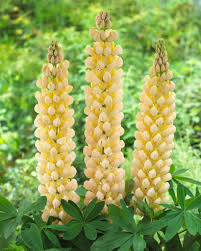 Lupinus Cashmere Cream Seeds - 25+ Cream Lupine Seeds for Pollinators, Full Sun