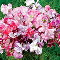 Spencer Ripple Formula Mix Sweet Pea Seeds – 50+ Bi-Color Climbing Vines (Lathyrus odoratus)
