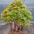 Acer elegantulum (Elegant Maple) - 10 Seeds | Rare Ornamental Shade Tree