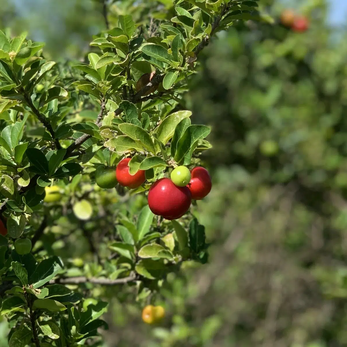 Acerola Fruit Tree (Malpighia emarginata) Live Starter Plant 2’-3’ Tall – Ready to Fruit