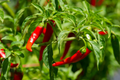 Long Thin Red Cayenne Pepper Seeds – Capsicum annuum, Heirloom, Non-GMO, 25 Seeds