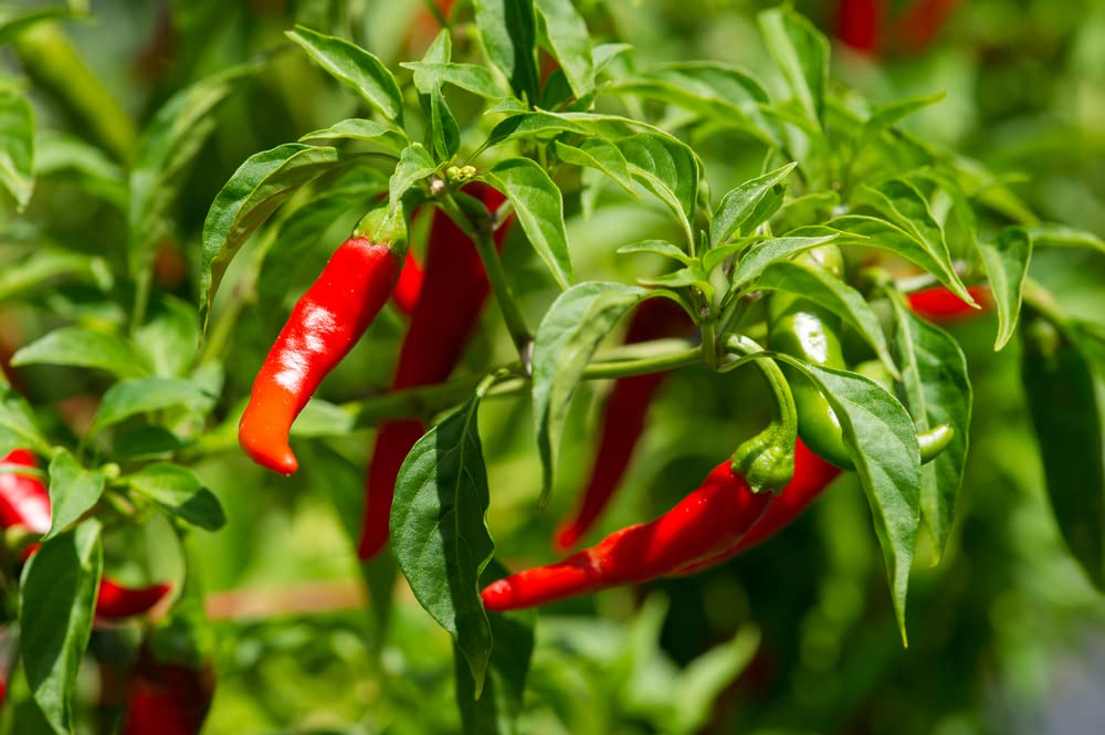 Long Thin Red Cayenne Pepper Seeds – Capsicum annuum, Heirloom, Non-GMO, 25 Seeds