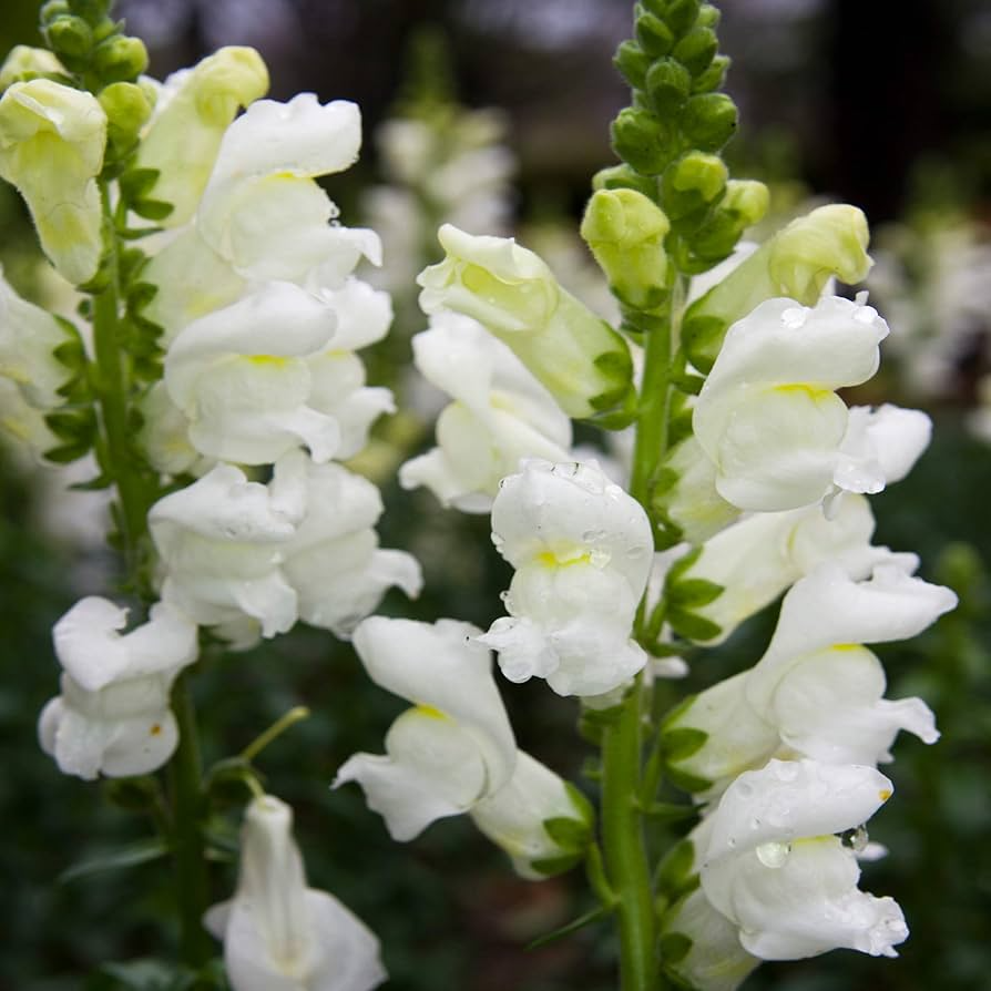Snowflake Snapdragon Seeds (Antirrhinum majus) – 1000+ White Seeds for Borders, Bouquets & Pollinator Gardens