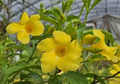 Yellow Allamanda Small Starter Plant - Golden Trumpet (Allamanda cathartica) Starter Plant