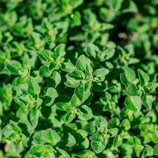 Greek Oregano Seeds - Heirloom, Non-GMO, 2000 Seeds, Perennial Herb (USDA 4-9)