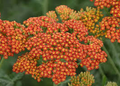 Yarrow Sunset Mix Seeds (Achillea millefolium) - 1500 Seeds, Perennial, Drought-Tolerant, Gold & Red