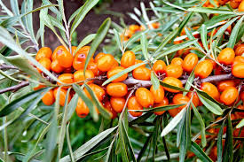 Sea Buckthorn Seeds (Hippophae rhamnoides) - 50 Seaberry Seeds for Edible Berry Bush