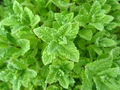 Peppermint Seeds (Mentha × piperita) 2000 seeds – Aromatic Herb for Tea & Cooking