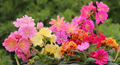 Lewisia Rainbow Mix Starter Plant | Hardy Succulent for Rock Gardens & Pots