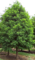 Bald Cypress Tree (Taxodium distichum) – Live Bare Root, 2-3 Ft