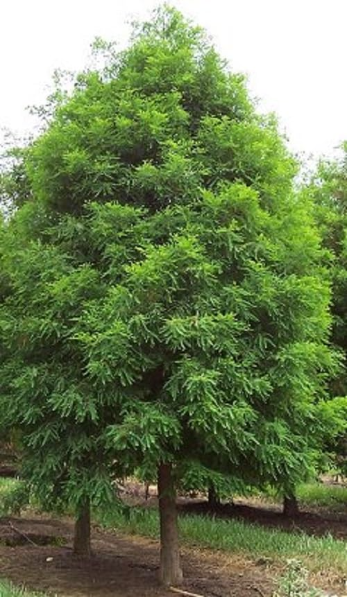Bald Cypress Tree (Taxodium distichum) – Live Bare Root, 2-3 Ft