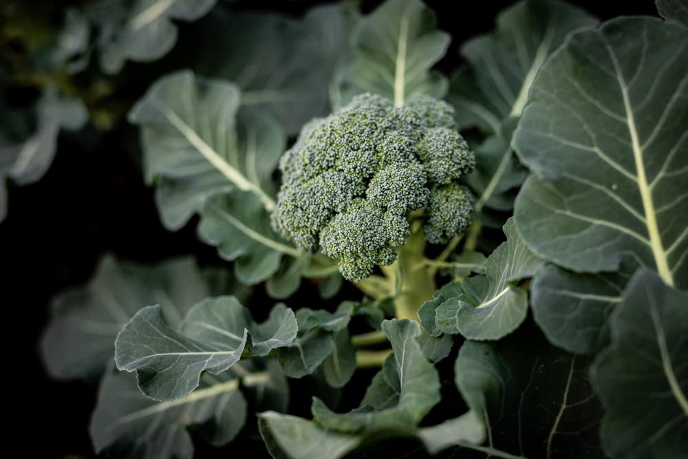 Broccoli Dicicco Seeds - 300 Seeds | Brassica oleracea, Heirloom