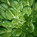 Pak Choi Tatsoi Seeds - 250 Pack | Heirloom Brassica rapa subsp. narinosa for Cool-Weather Gardening