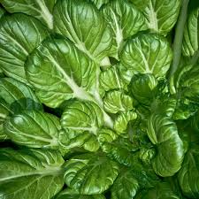 Pak Choi Tatsoi Seeds - 250 Pack | Heirloom Brassica rapa subsp. narinosa for Cool-Weather Gardening