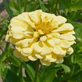 Isabellina Phlox Seeds | Soft Butter-Yellow Annual for Borders & Pollinators