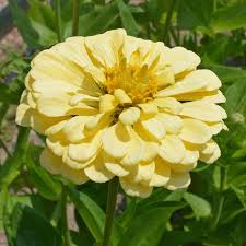 Isabellina Phlox Seeds | Soft Butter-Yellow Annual for Borders & Pollinators