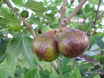 Olympian Fig Tree Ficus carica Starter Plant | 3-8 in tall, Edible Fruit