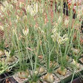 Albuca humilis Bare Root Bulbs - 5 Live Plant Bulbs, Drought-Tolerant Succulent