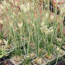 Albuca humilis Bare Root Bulbs - 5 Live Plant Bulbs, Drought-Tolerant Succulent