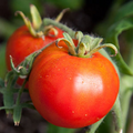 Tomato Legend Seeds - 100 mg | Solanum lycopersicum - Disease-Resistant, Early-Maturing Heirloom