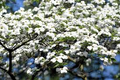 Cornus florida White American Flowering Dogwood Tree Seeds – 10 Seeds