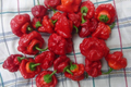 Scotch Bonnet Red Hot Pepper Seeds (Capsicum chinense) - 30 Seeds