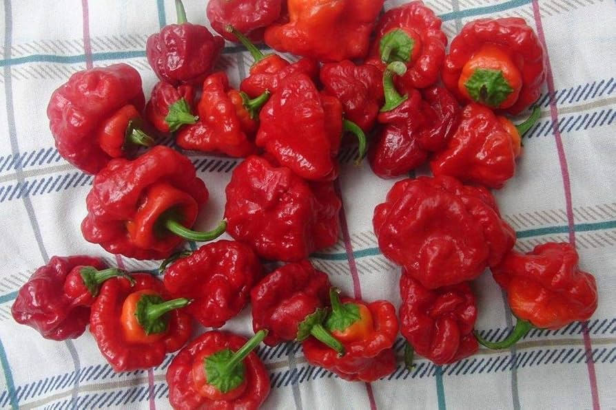 Scotch Bonnet Red Hot Pepper Seeds (Capsicum chinense) - 30 Seeds
