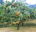 American Persimmon Tree (Diospyros virginiana) - Pack of 2 Live Bare Root Plants
