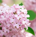 Syringa microphylla Seeds - Littleleaf Lilac Shrub | Fragrant Pink-Lilac Blooms, Compact, Cold-Hardy (Seeds)
