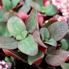 Crassula Multicava Green Fairy Jade - 2 Unrooted 2” Cuttings | Ground Cover Succulent