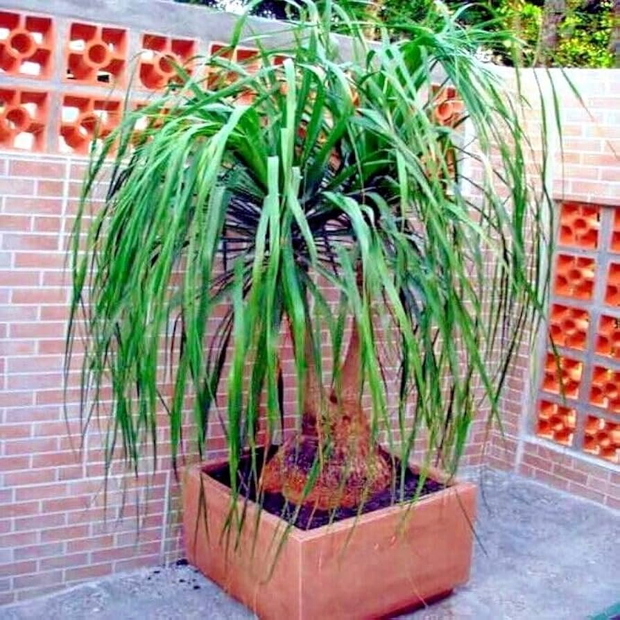Ponytail Palm Seeds (Beaucarnea recurvata) – Rare Elephant Foot Caudex, Indoor Houseplant, 10 Seeds