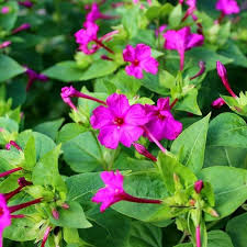 Four O’Clock Rose Seeds (Mirabilis jalapa) - 25 Seeds - Pink, Fragrant, Hummingbird Magnet