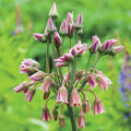 Allium Nectaroscordum Siculum Bulbs - Sicilian Honey Garlic, 3 Pack