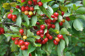 Cornelian Cherry Tree Seeds (Cornus mas) - 20 Seeds, Edible Berry, Non-GMO