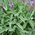 Extrakta Sage Seeds (Salvia officinalis) - Heirloom Culinary Sage, 18-30" Tall, High Essential Oil Content