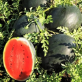 Black Diamond Watermelon Seeds (Citrullus lanatus) – 10 Seeds, Heirloom, Large 30-50 lb