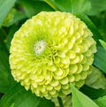 Benary Giant Lime Zinnia Seeds – 100+ Seeds – Large Chartreuse Blooms for Cut Flowers