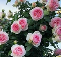 Pink Garden Rose Unrooted Cutting - Climbing Rose (Rosa spp.) 5-8 Inches