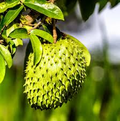 Soursop Tree Guanábana (Annona muricata) 4" Tropical Fruit Tree in Pot – Cuttings