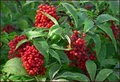 80 Red Elderberry Seeds (Sambucus racemosa) - Edible Berry, Wild Elderberry
