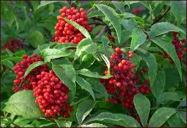 80 Red Elderberry Seeds (Sambucus racemosa) - Edible Berry, Wild Elderberry