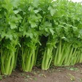 Celery Tall Utah 52/70 Seeds (2500) - Apium graveolens Heirloom for Crisp Stalks