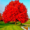 Red Maple Tree (Acer rubrum) 2-Pack Bare Root Plants 10-12" - Fast-Growing Shade Tree