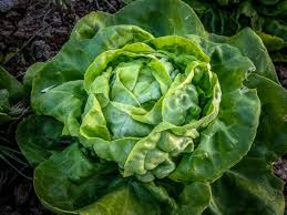 Buttercrunch Lettuce Seeds (Lactuca sativa) - 500 Seeds, Heat-Tolerant, Slow to Bolt